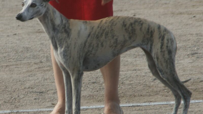 Whippet