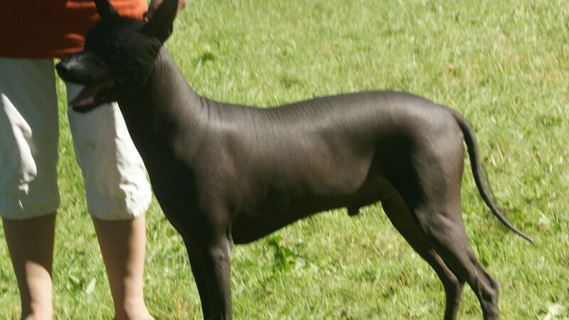 Xoloitzcuintle (chien nu du Mexique)