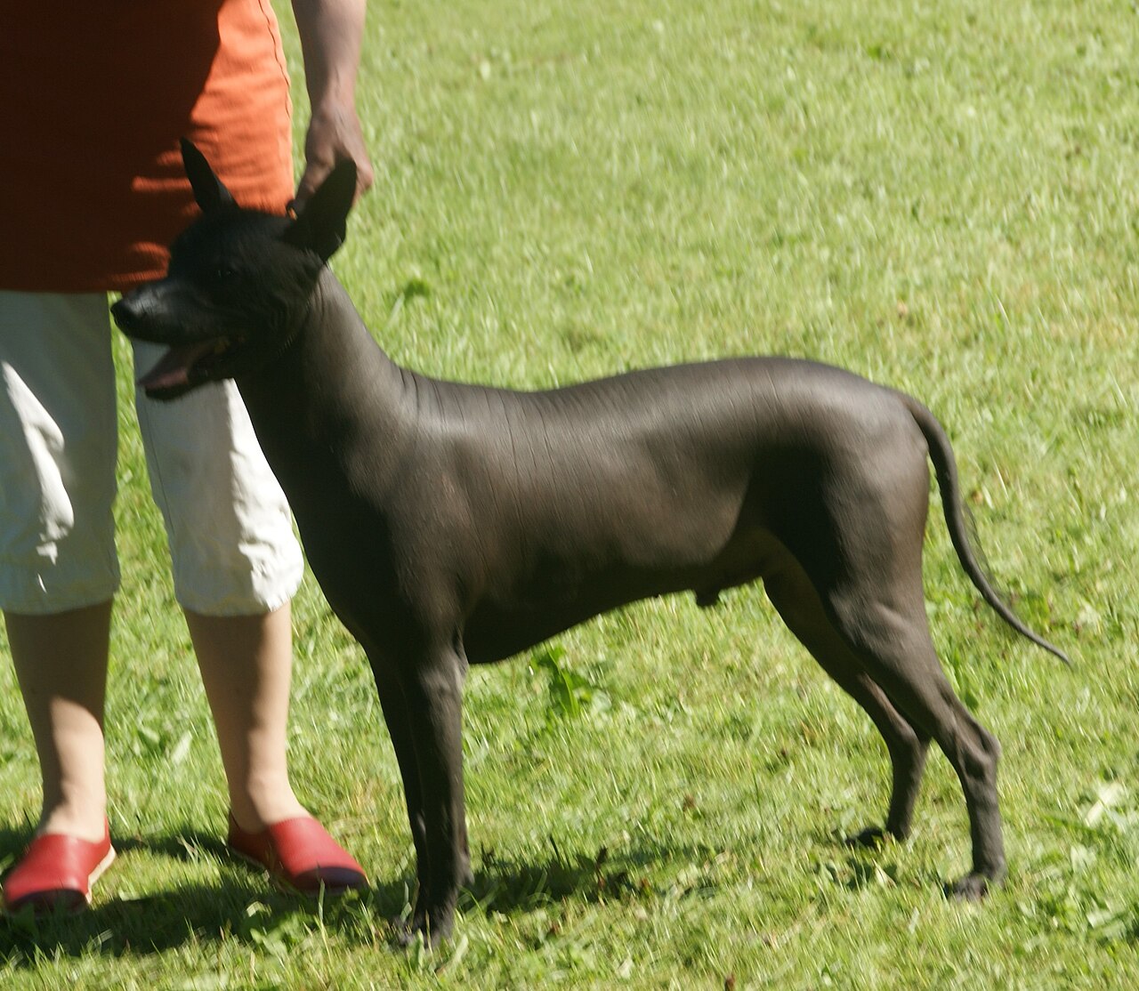 Xoloitzcuintle (chien nu du Mexique)